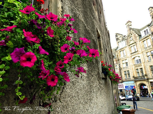 A side street off the Royal Mile. These flowers caught my eye. I love the contrast of them against the stone.