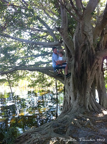 Banyan Tree in Tarpon Springs