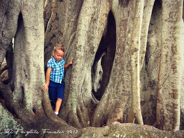 The Little and the Banyan Tree