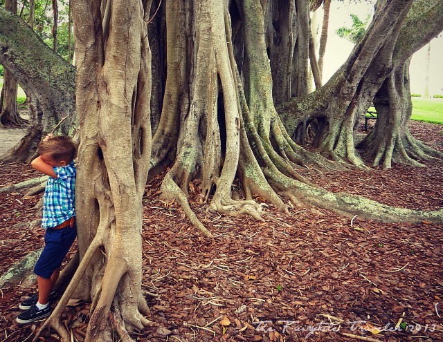 the Little and the Banyan Tree 5