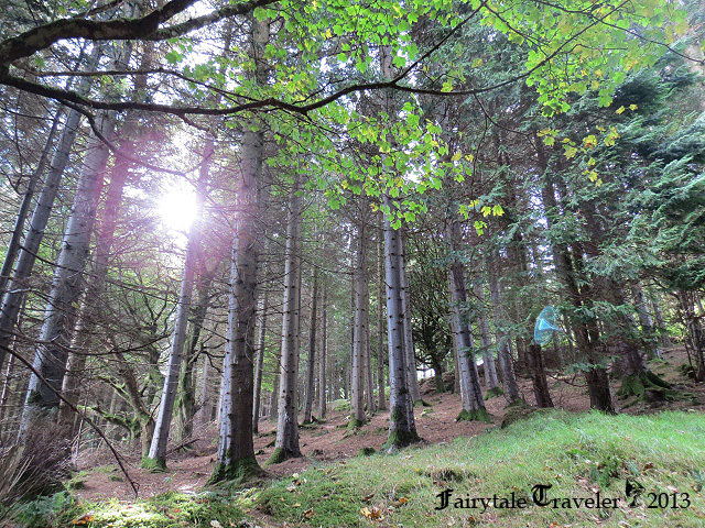 The forest seems magical on the way to the Hellfire Club photo by Christa Thompson 