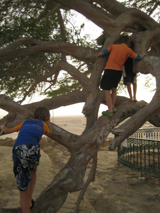 kids climbing tree