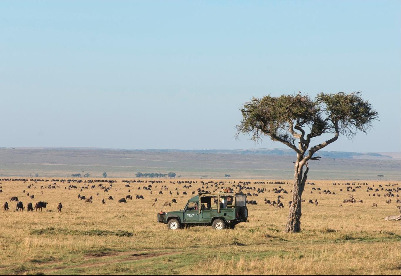 Wildebeests in the Mara Plains
