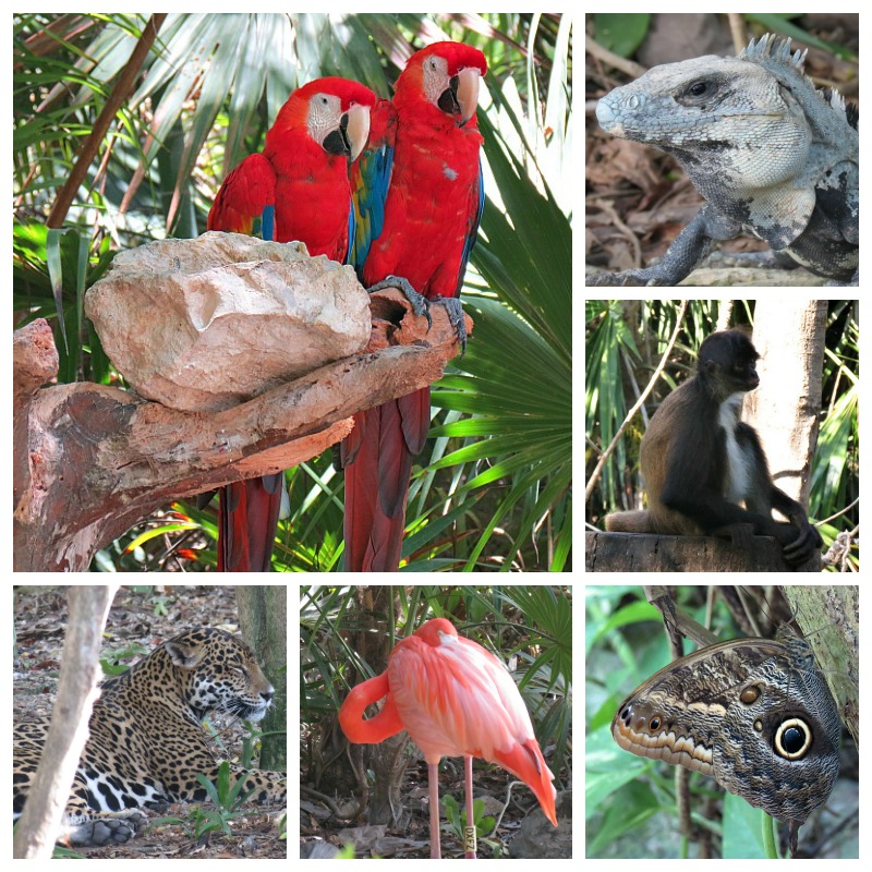 Some of the wildlife you'll see at the park. They are all in natural habitats and have lots of room to play and live. 