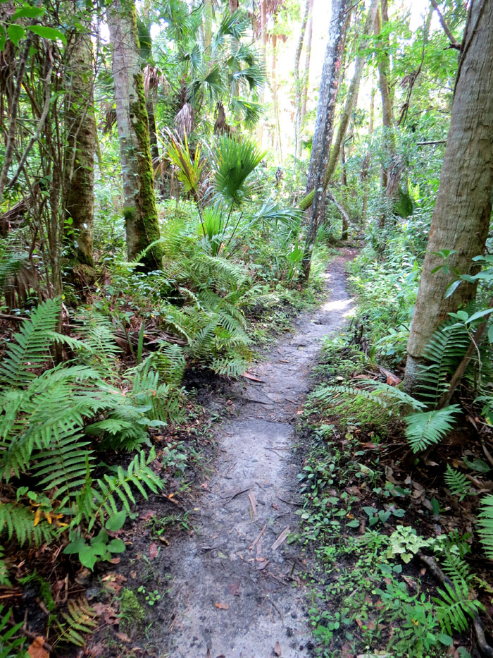 Timucuan trail, Alexander Springs, Florida trail