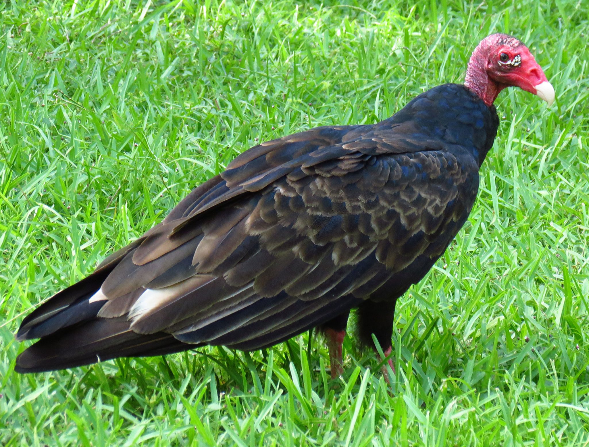 Turkey buzzard, 