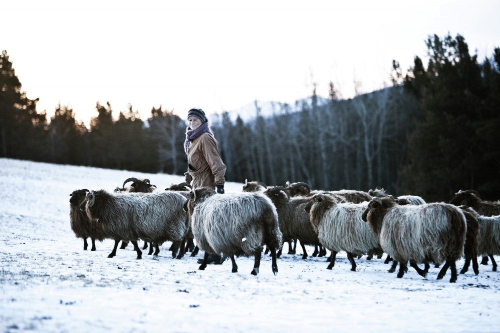 Hedmark, sheep, Glittersjaa Mountain farm, Norway
