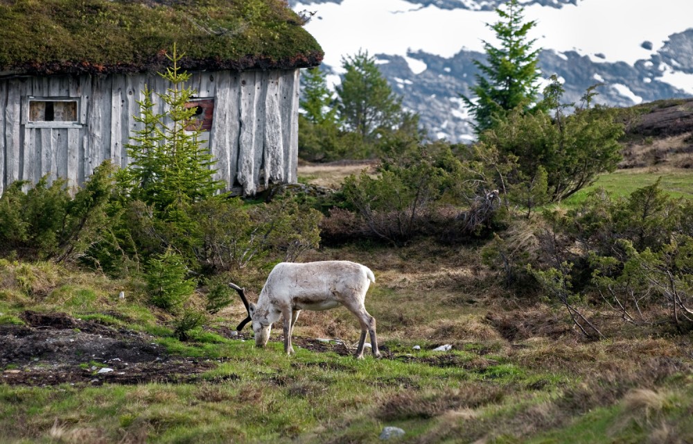 Reindeer, Utvikfjellet, Sogn and Fjordane