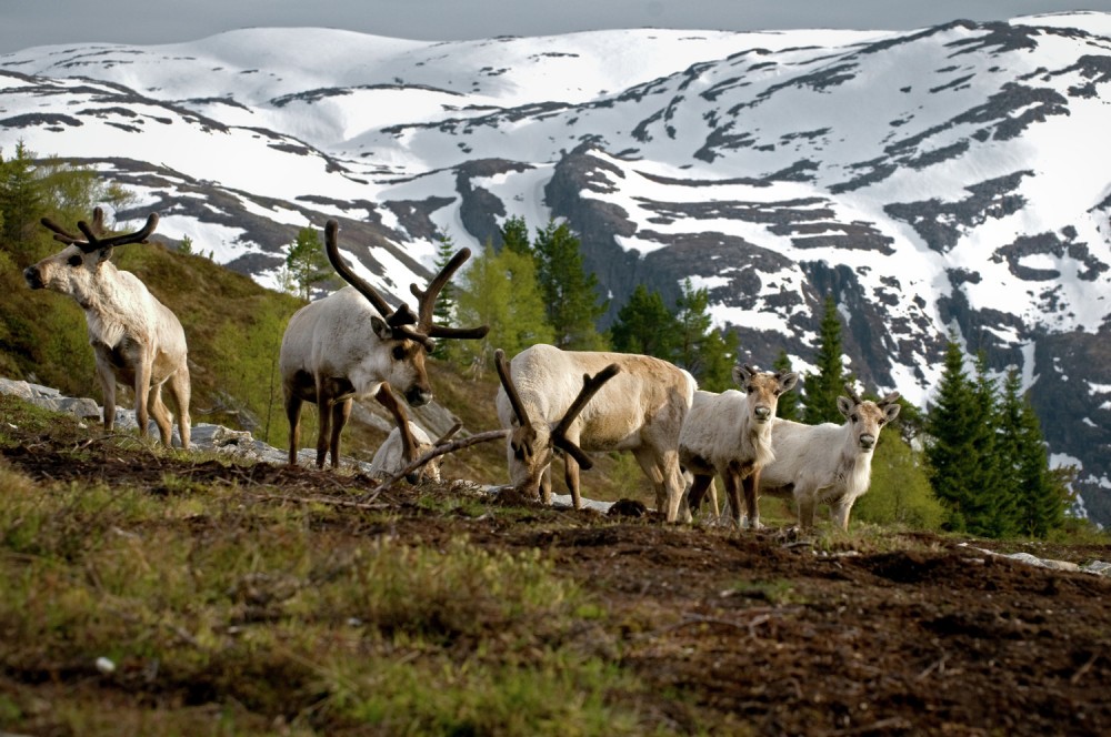 Reindeer on Utvikfjellet Sogn and Fjordane, Norway