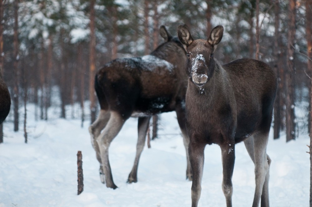 Moose, Elgå/Femunden Hedmark, Norway