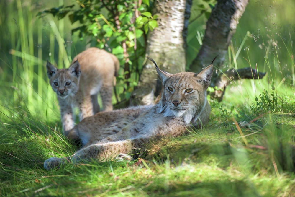 Lynx, baby lynx, Buskerud, Norway
