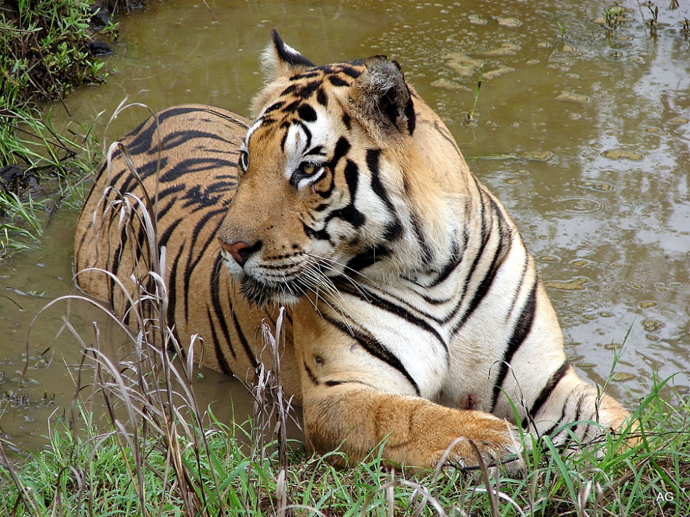 Tiger at Kanha National Park by Ashish Gautam Creative Commons License