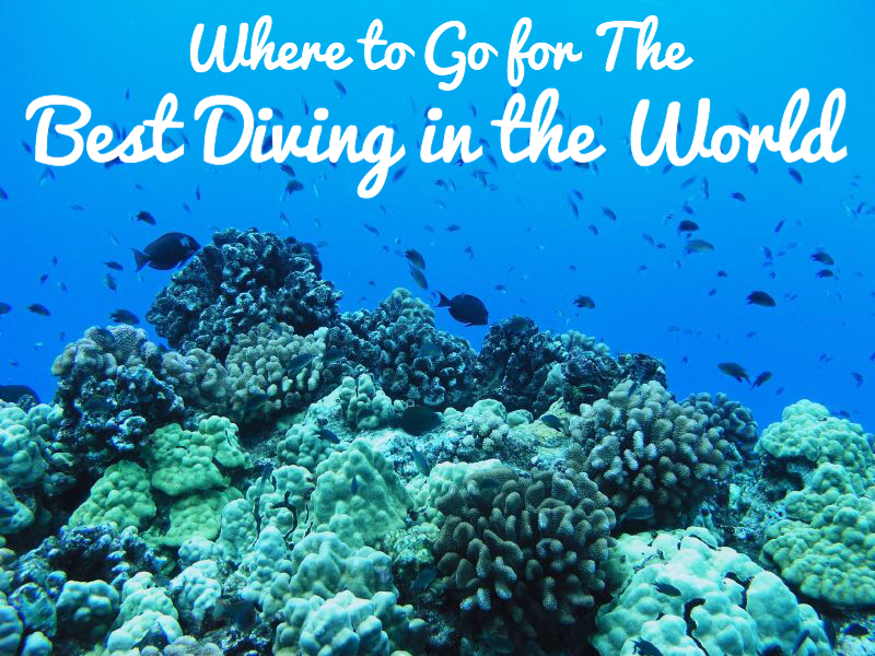Best Diving in the World – Find Your Own Dory