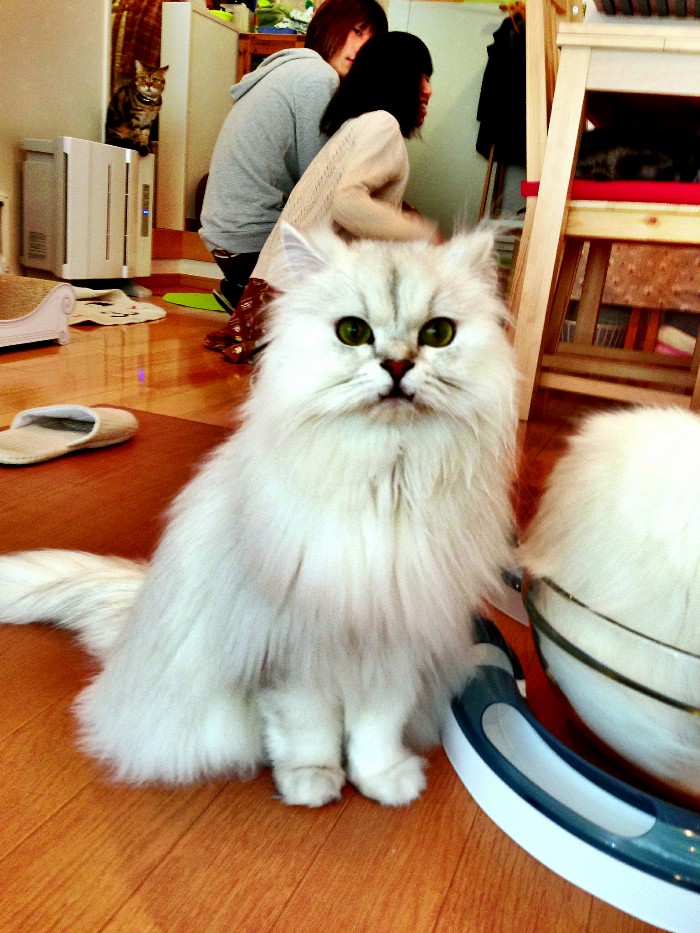 cat cafe in tokyo, weird things to do in tokyo