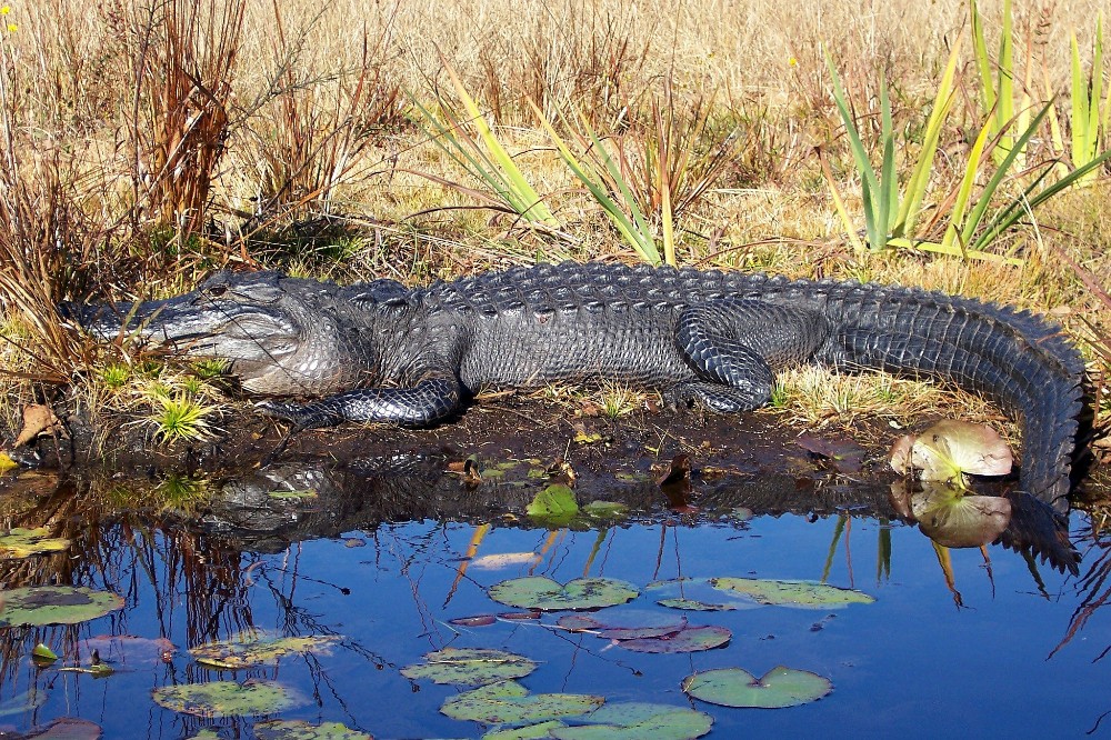 Crocodile alligator oceefanocee swamp weekend getaways from atlanta