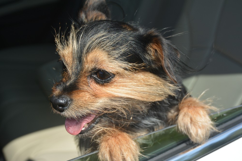 Happy Dog in the car, driving with a dog, dog names