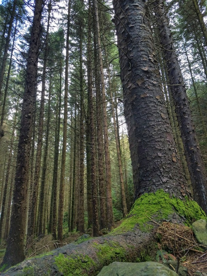 Game of thrones filming locations in northern ireland, tollymore forest