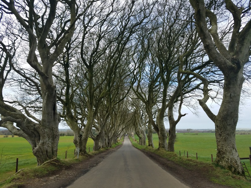 Game of thrones filming locations in northern ireland, dark hedges, kingsroad
