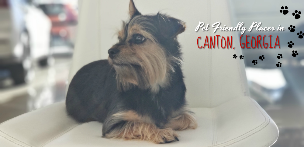 Pet Friendly Places in Canton Georgia