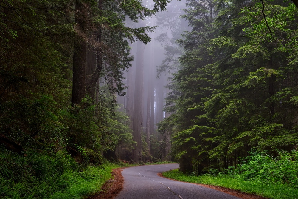 best places to visit in the summer, redwoods