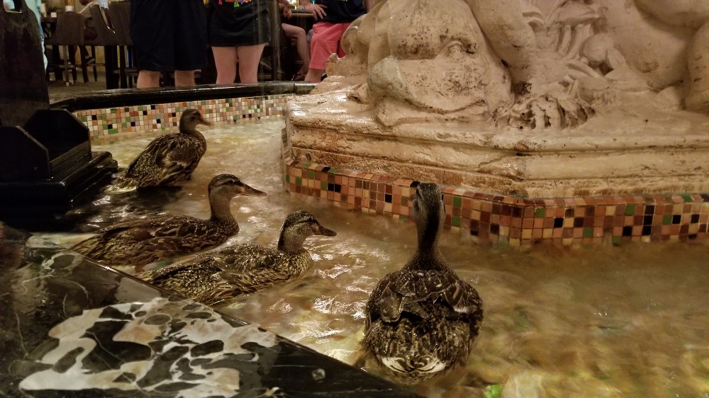 Where to stay in Memphis, The Peabody Hotel Memphis, Renovation, ducks