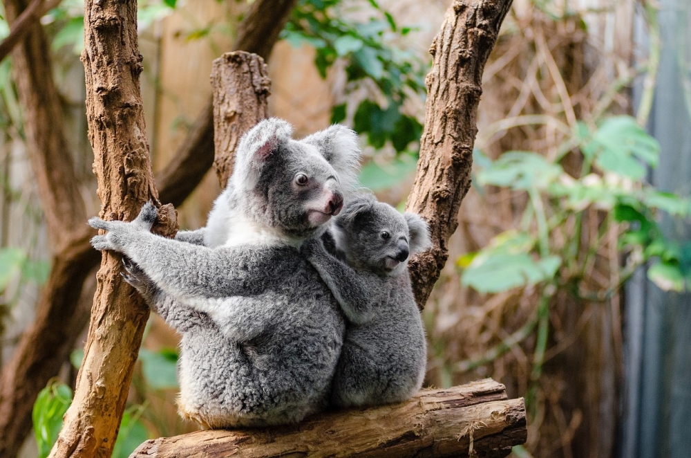 koala-things to do in gold coast