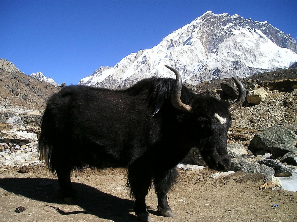 best things to do in Nepal, trekking in nepal