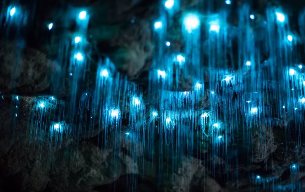 Underground Caves, Glowworm Caves