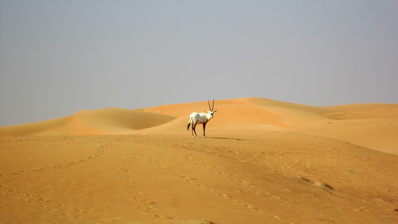 Dubai Dune Buggy, popular dubai excursions