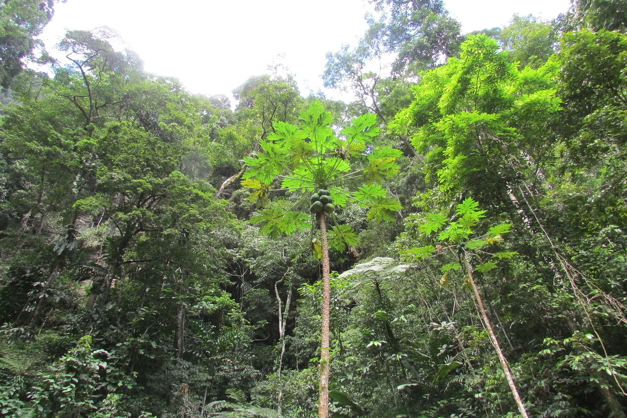 Pack for travel to Peru, Peru Rainforest