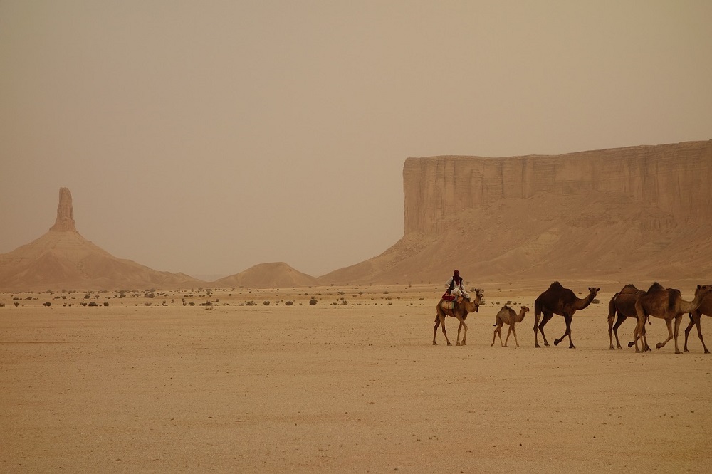 camel in desert, How to Travel to Saudi Arabia