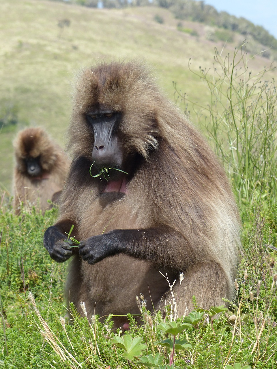 Baboon in Ethiopia