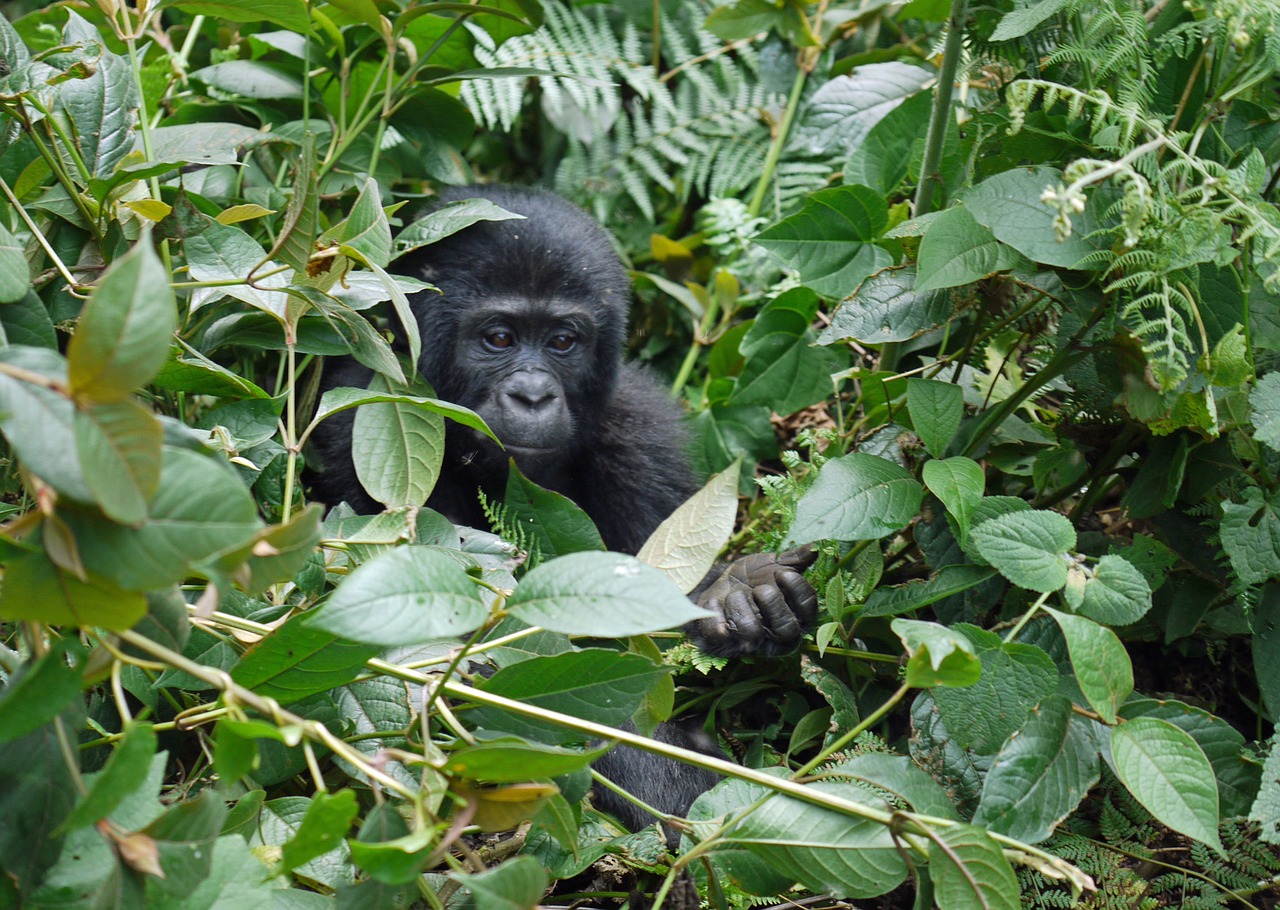Bwindi National Park gorilla