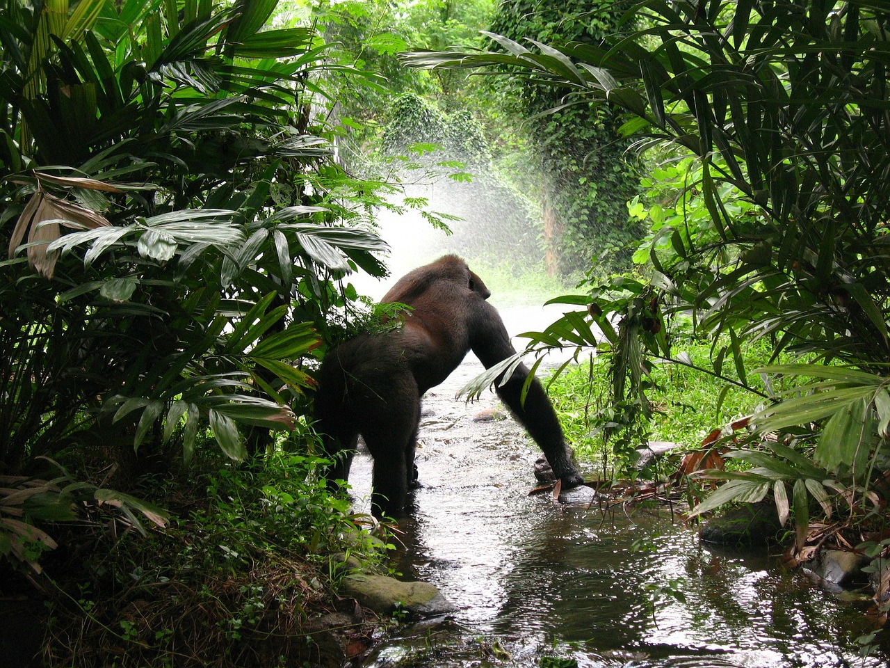 gorilla trekking in Bwindi National Park