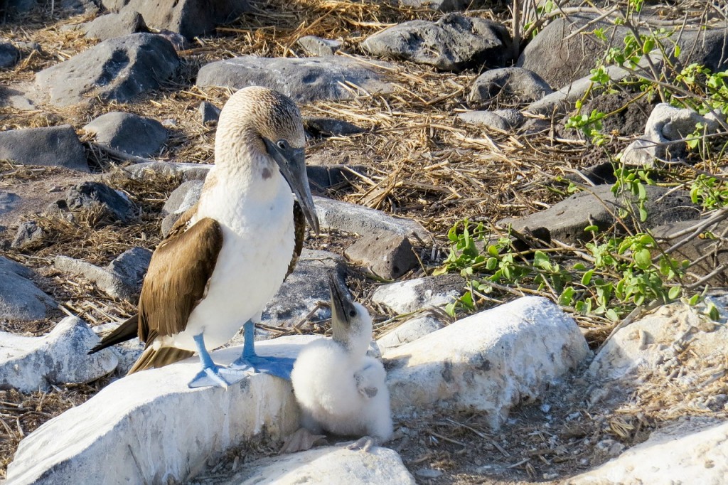 itineraries for South America, Galapagos Islands
