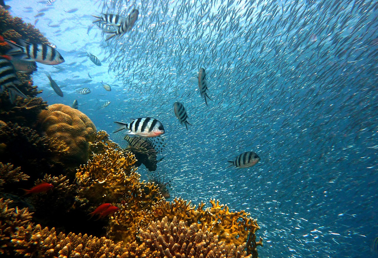 fish underwater near coral reef