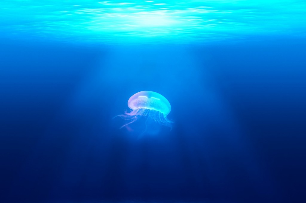 single jelly fish in blue ocean
