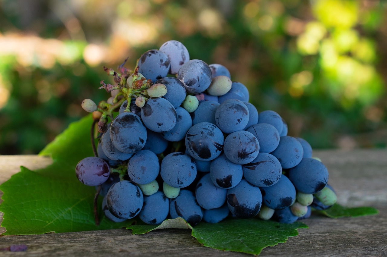 Napa Valley, California, purple grapes, wine