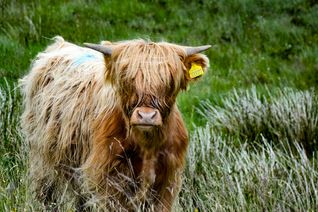 Highliand coo, Scottish cow