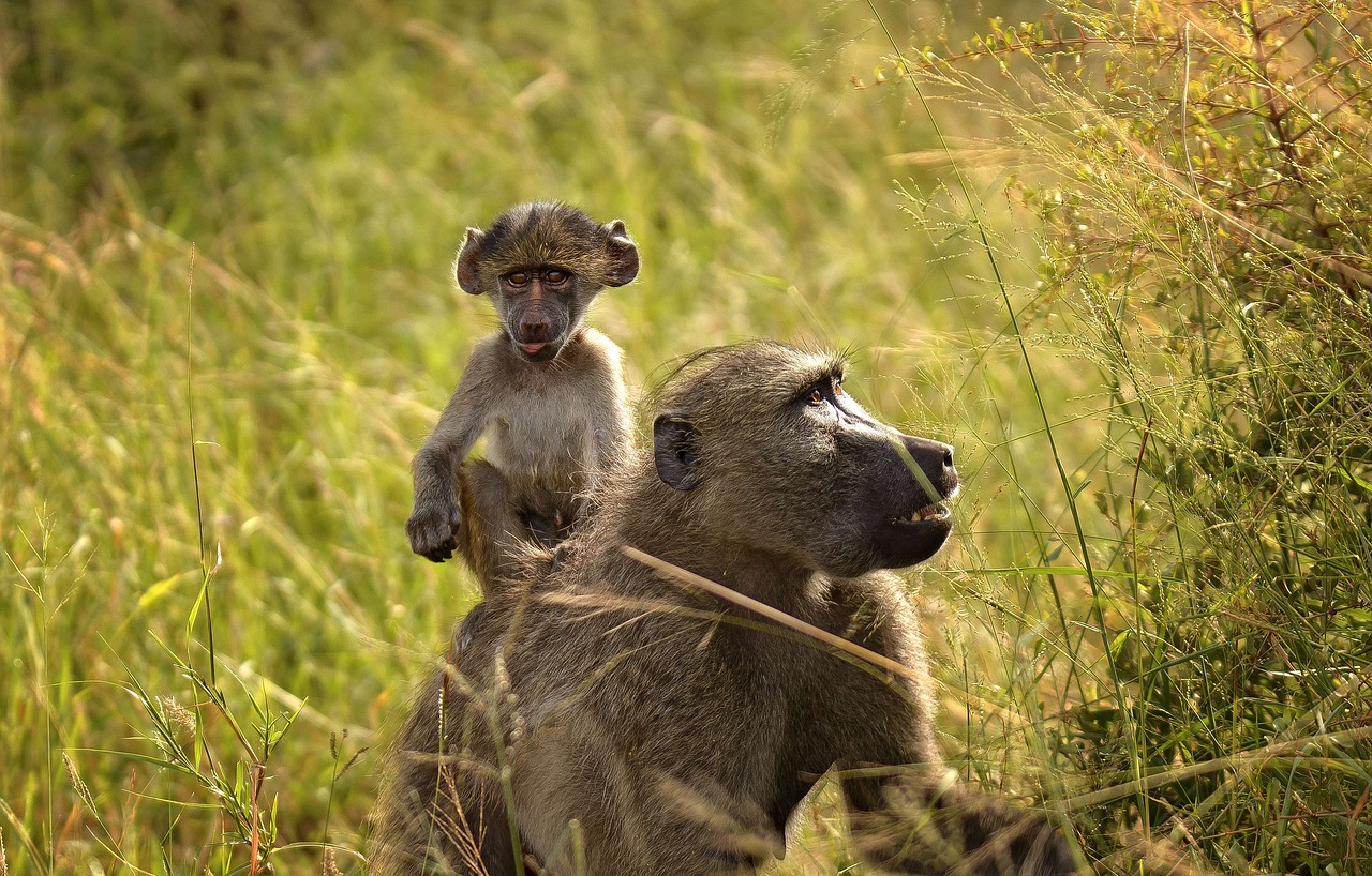 Kruger National, baboon