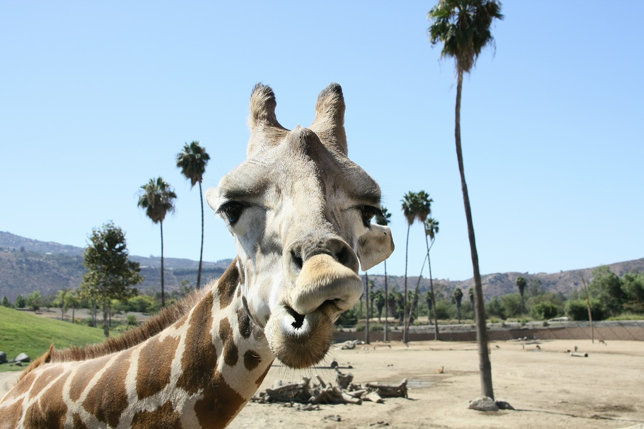 california vacations, giraffe, san diego zoo, San Diego safety tips