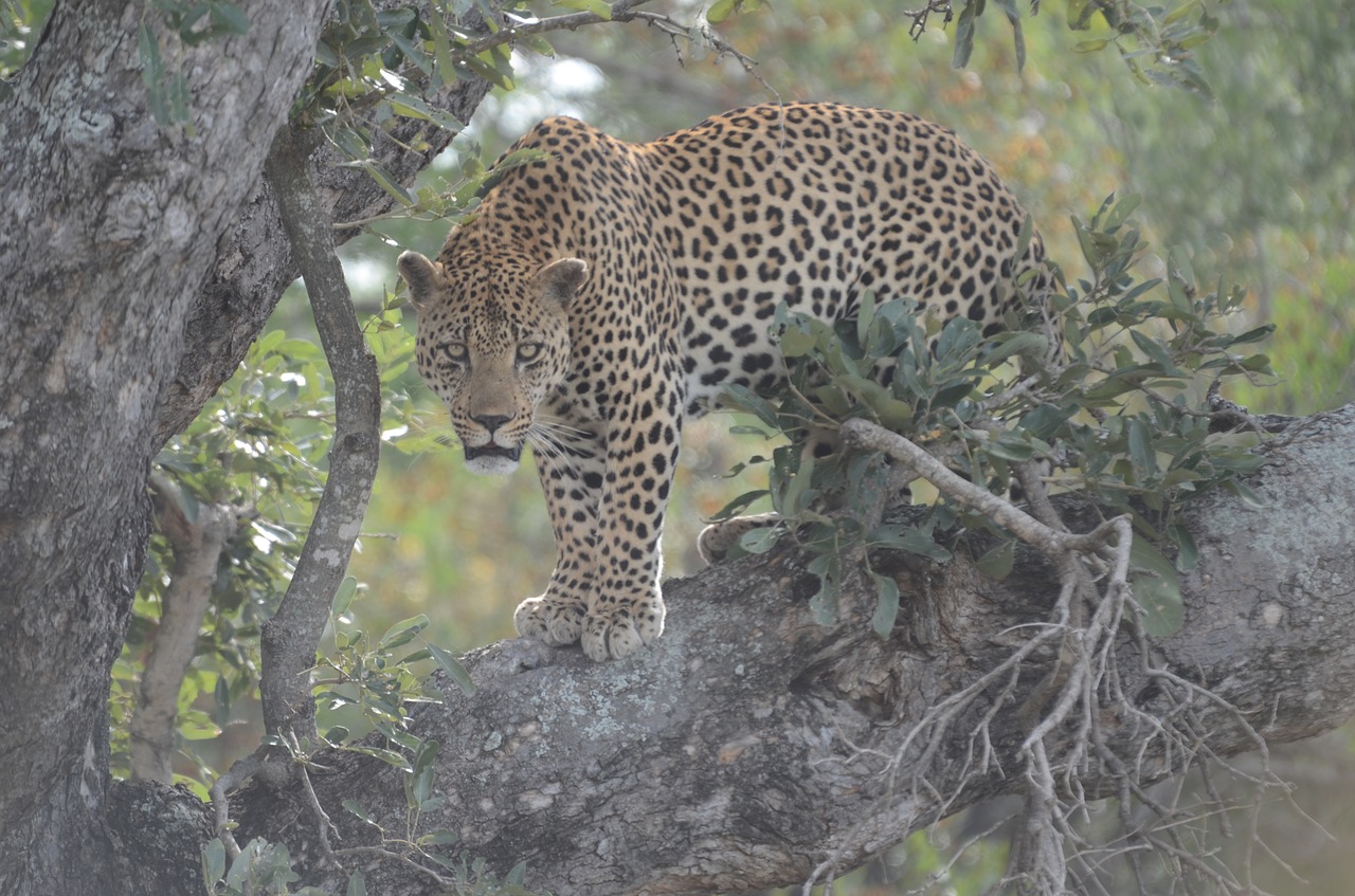 Kruger National Park, parks in south Africa, leopard