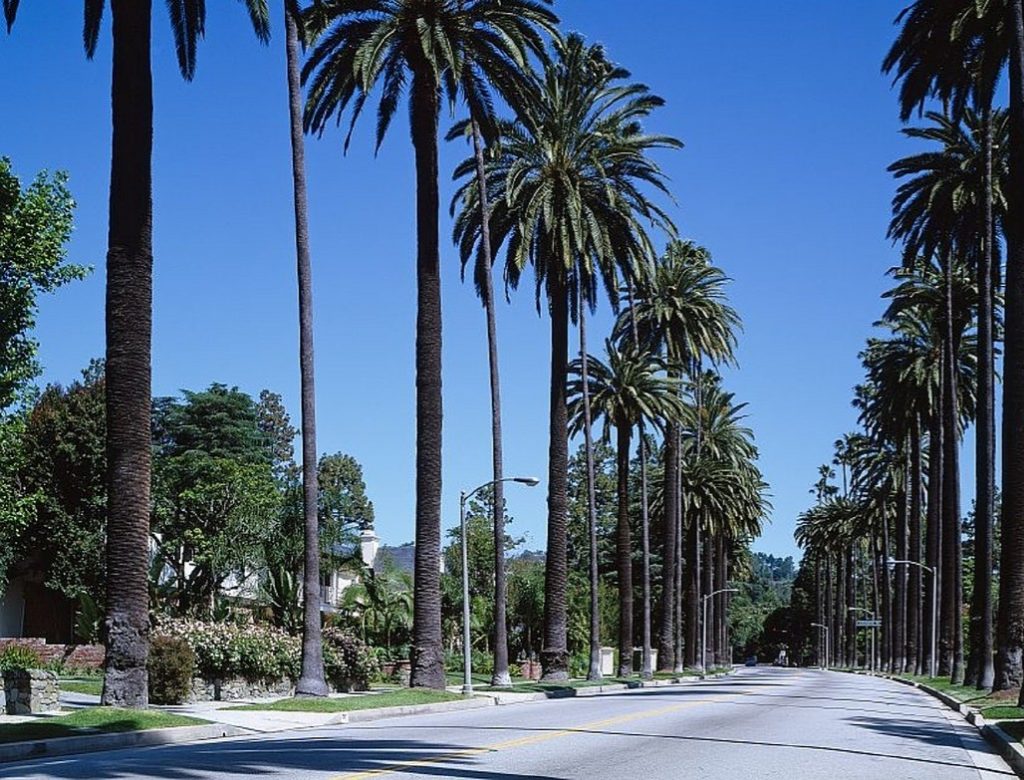 things to do in California, palm trees