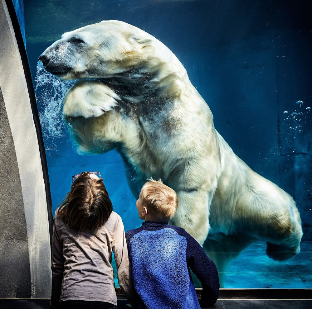 children and polar bear, educational benefits of zoos