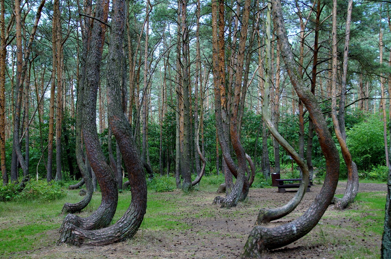 Crooked Forest, Poland, Europe