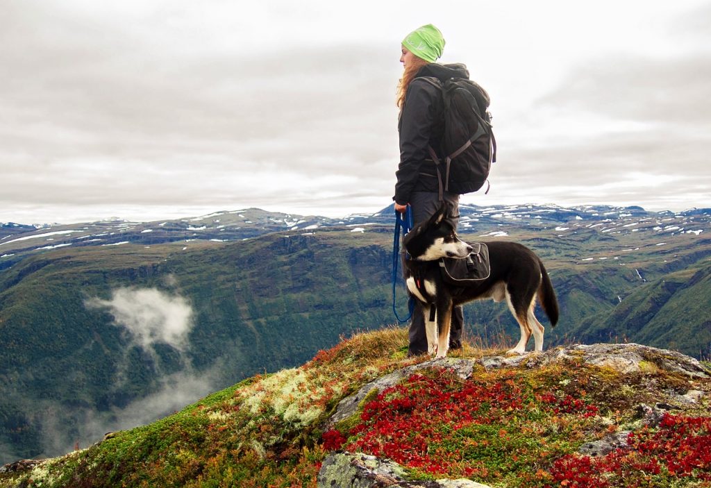 hiking with your pet