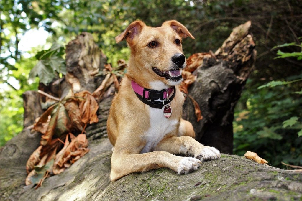hiking with your pet, pet id