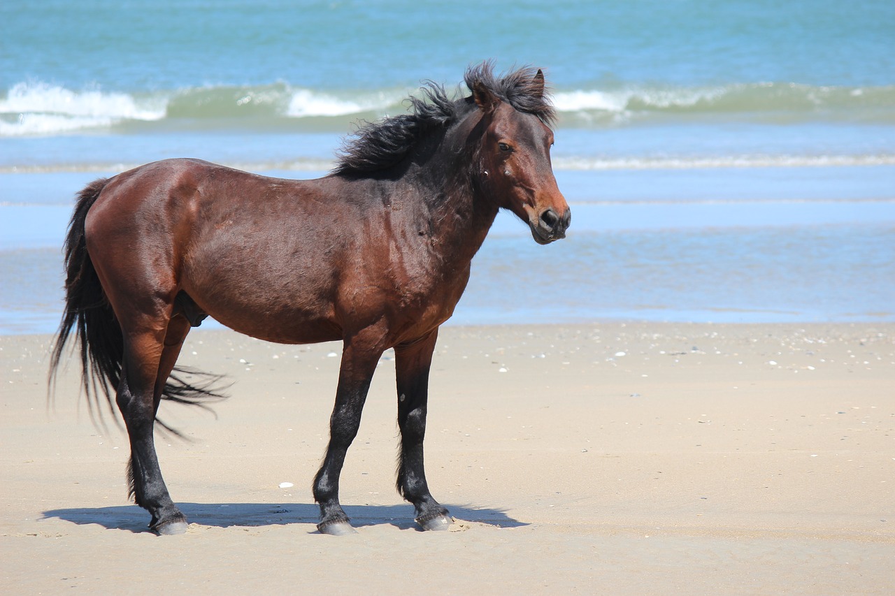 Corova Beach, Wild Horses, Corolla, North Carolina