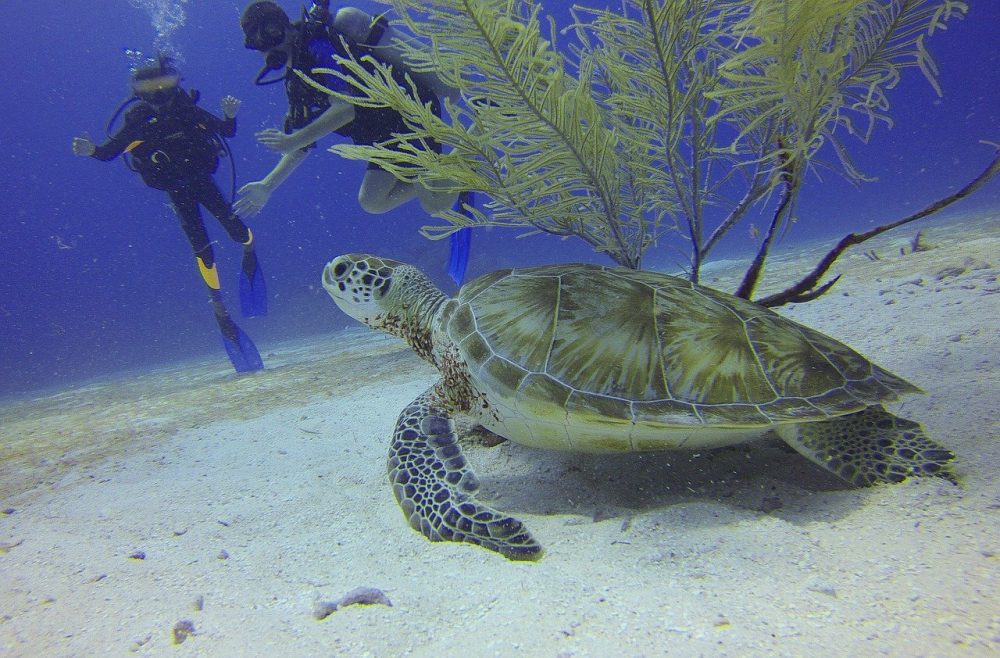 scuba diving, sea turtle