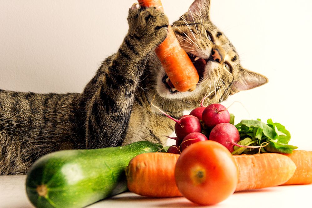 cat eating vegetables, healthy cat food